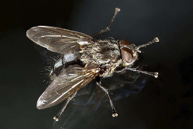 Fly