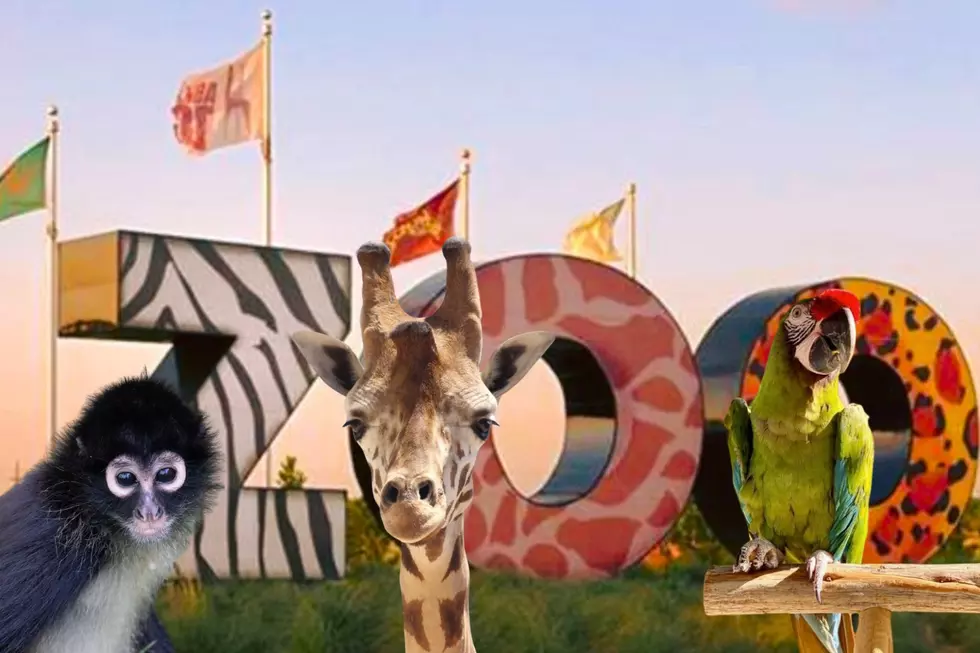 Exciting Times Embrace Wild Days at the Abilene Zoo This Spring