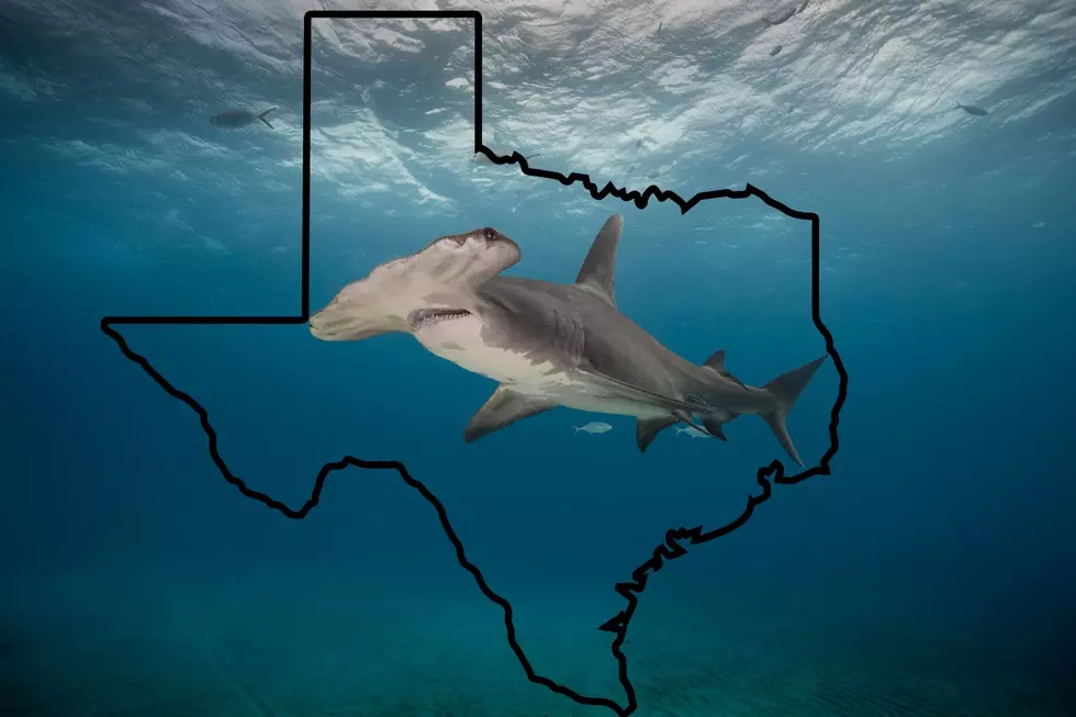 Massive Hammerhead Shark Spotted By Texas Fisherman In Galveston