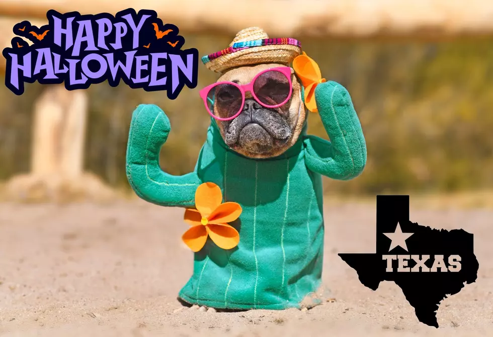 Keep Your Texas Pets Safe This Halloween With These Essential Tips