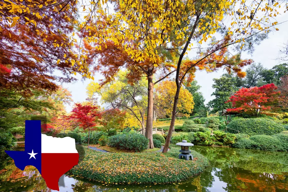 Discover The Vibrant Fall Foliage Of Texas Before It’s Too Late
