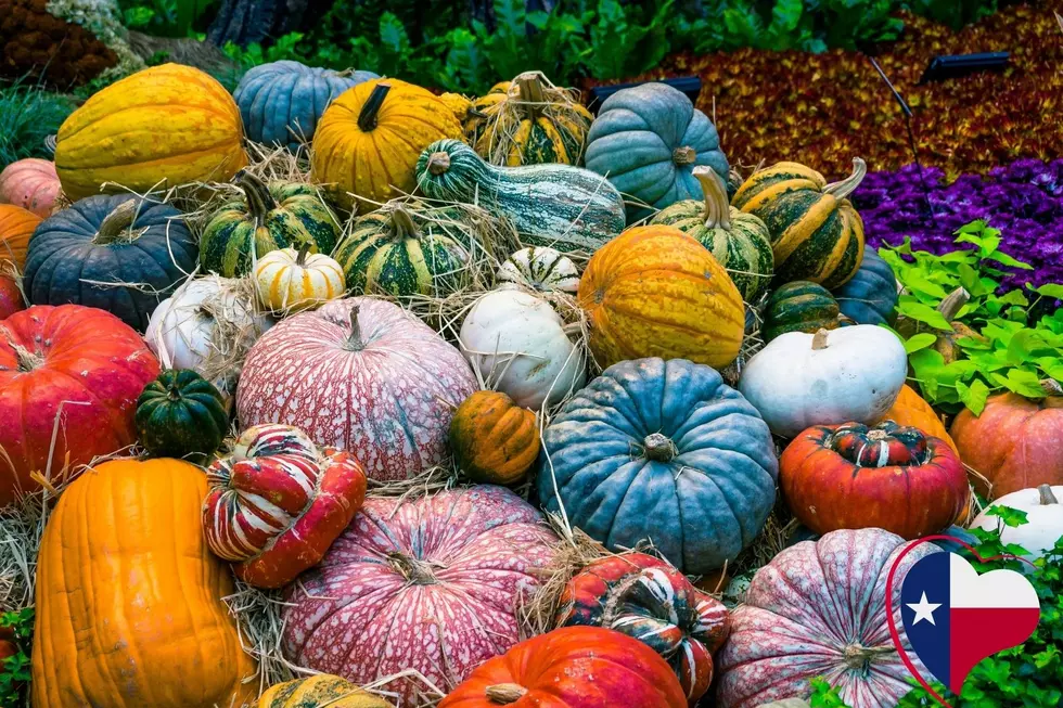 Find Out How Colored Pumpkins Are Inspiring Real Change In Texas