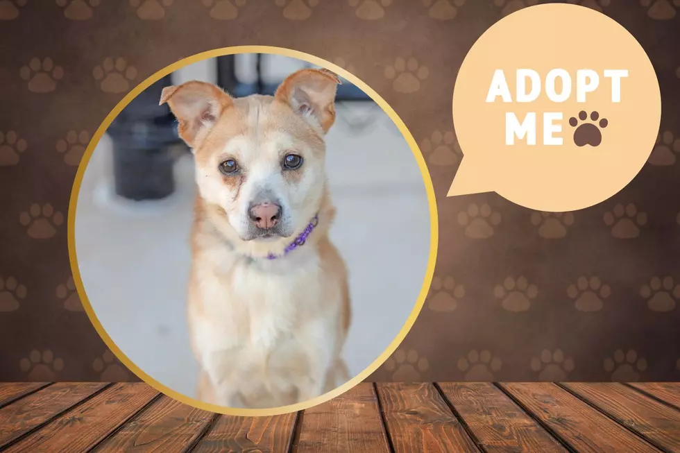 Meet Claus Our Urgent Pet of the Week At All Kind Animal Initiative