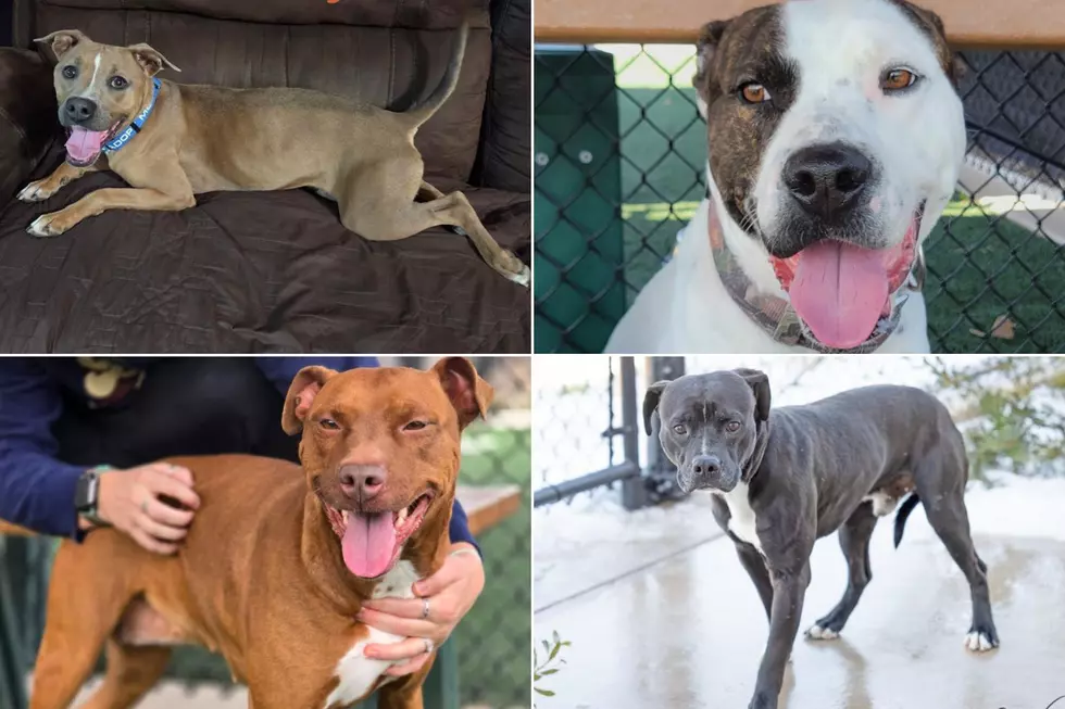 These Dogs at All Kind Animal Initiative Just Need One Thing… You
