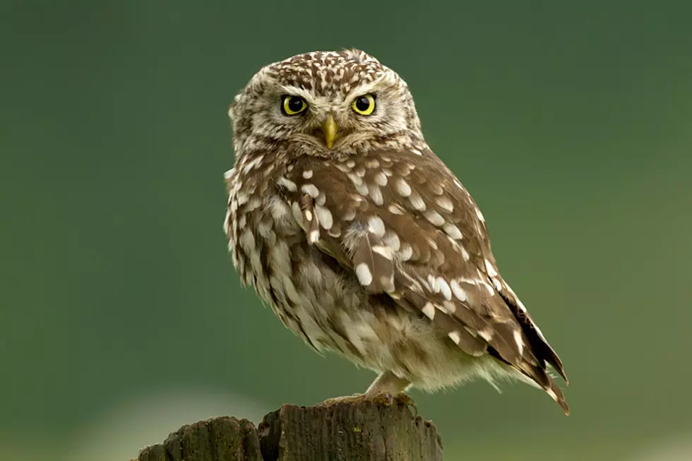 Well-Intentioned Owl Wedding Trick Ends in Splattered Disaster